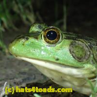 /home//u458753944/public_html/sourcegallery//Frogs/More bullfrogs/P6080132.JPG